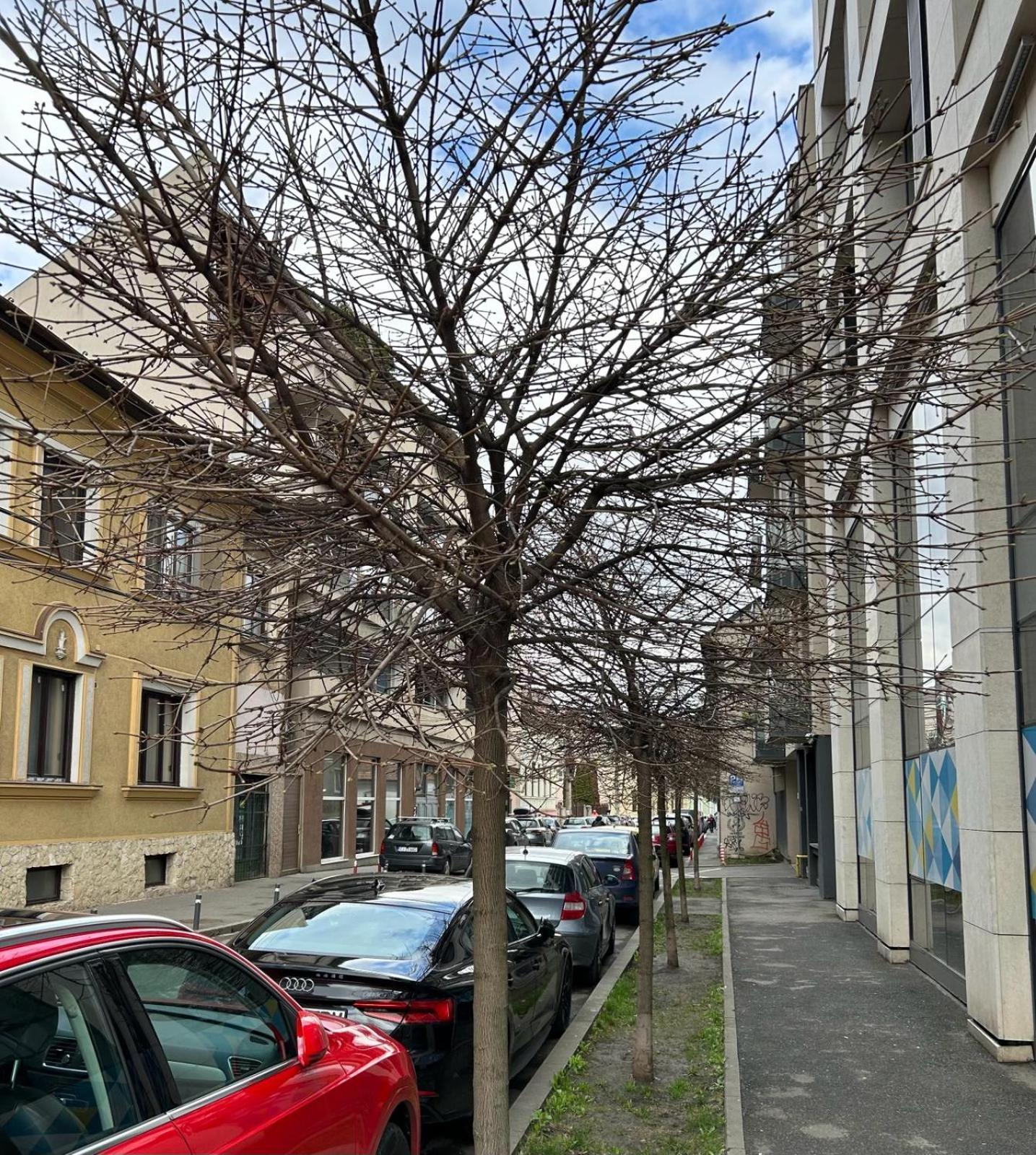 Central Cosy Apartment Cluj-Napoca Exteriör bild
